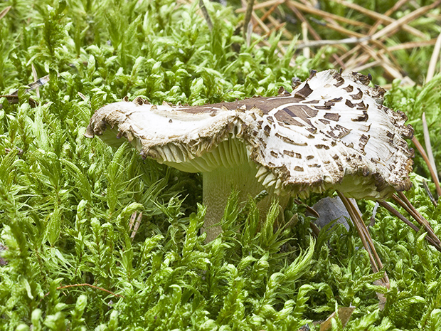 čírovka postriebrená Tricholoma argyraceum (Bull.) Gillet