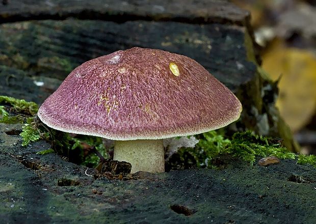 čírovec červenožltý Tricholomopsis rutilans (Schaeff.) Singer