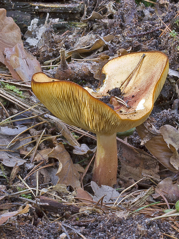 čírovec červenožltý Tricholomopsis rutilans (Schaeff.) Singer