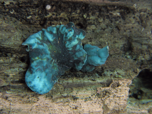 zelenica Chlorociboria sp.