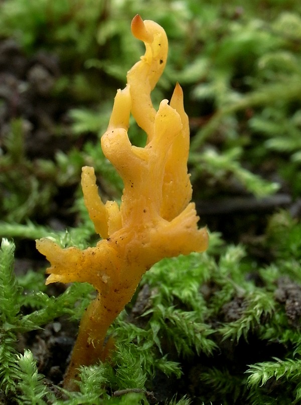 pakonárovka parôžkovitá Clavulinopsis corniculata (Schaeff.) Corner