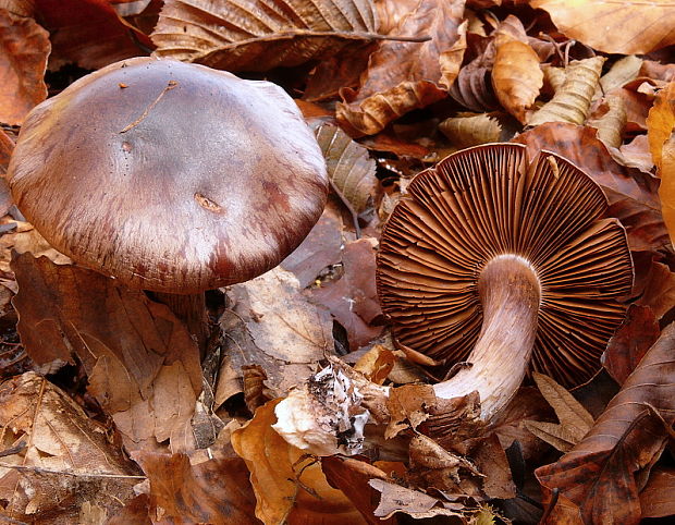 pavučinovec Cortinarius sp.