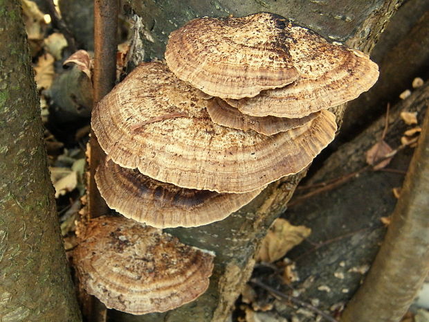 sieťkovček červenkastý Daedaleopsis confragosa (Bolton) J. Schröt.