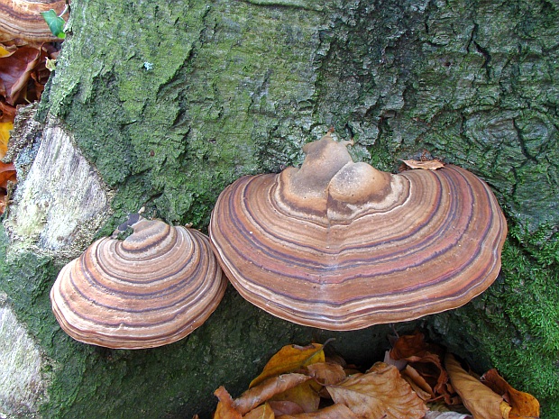 práchnovec kopytovitý Fomes fomentarius (L.) J.J. Kickx