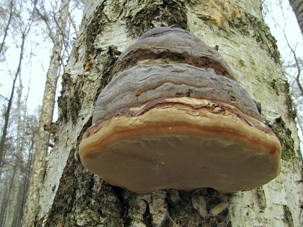 práchnovec kopytovitý-troudnatec kopytovitý Fomes fomentarius (L.) J.J. Kickx