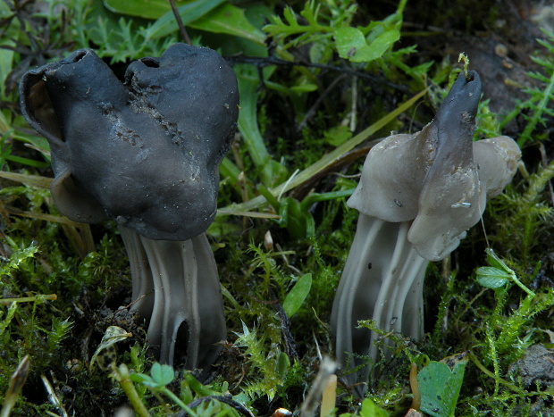 chriapač jamkatý Helvella lacunosa Afzel.