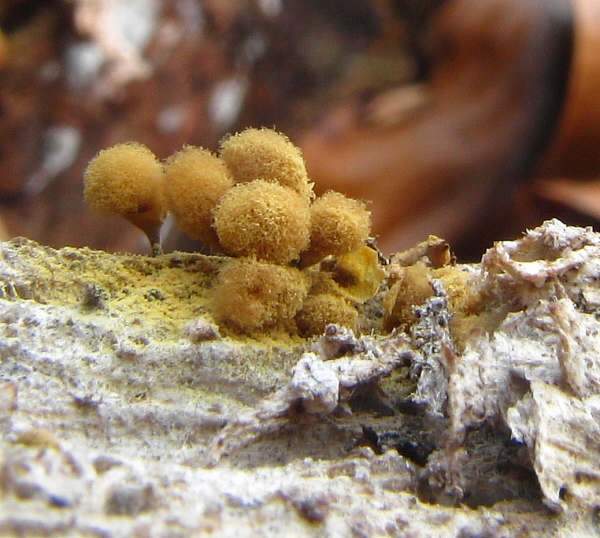 vlasovníčka kyjačikovitá Hemitrichia clavata (Pers.) Rostaf.