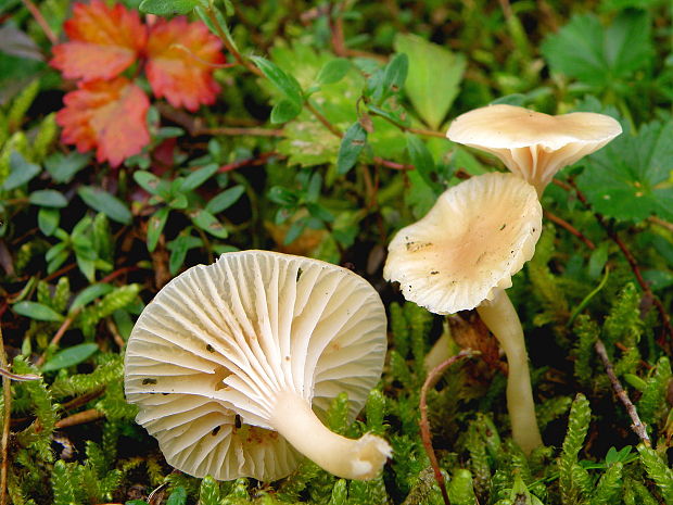 lúčnica snehobiela bledookrová Hygrocybe virginea var. ochraceopallida (P.D. Orton) Boertm.