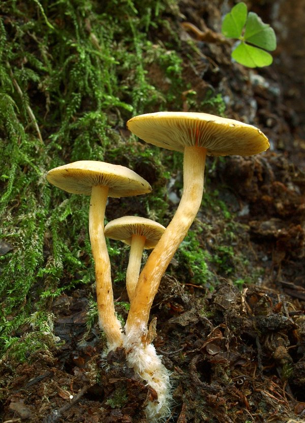 strapcovka zväzkovitá Hypholoma fasciculare (Huds.) P. Kumm.