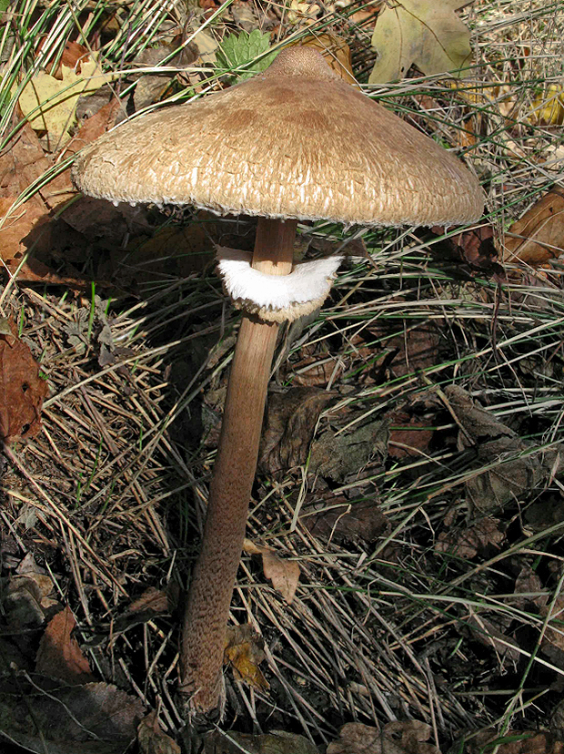 bedľa vysoká Macrolepiota procera (Scop.) Singer