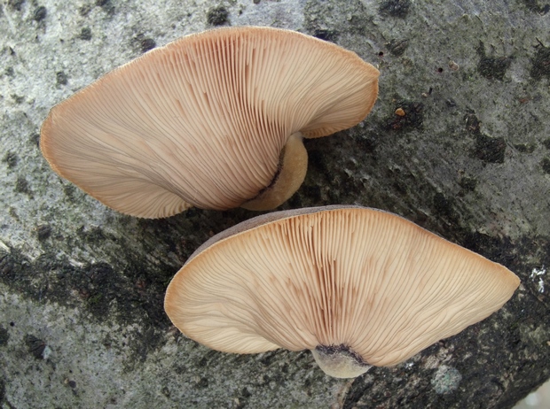 pňovka neskorá Sarcomyxa serotina (Pers.) P. Karst.