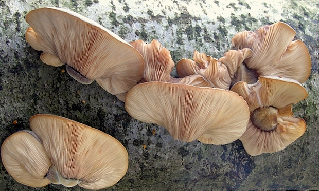 pňovka neskorá Sarcomyxa serotina (Pers.) P. Karst.