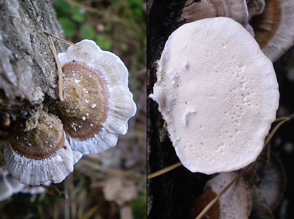 trúdnikovec pásikavý Trametes ochracea (Pers.) Gilb. & Ryvarden