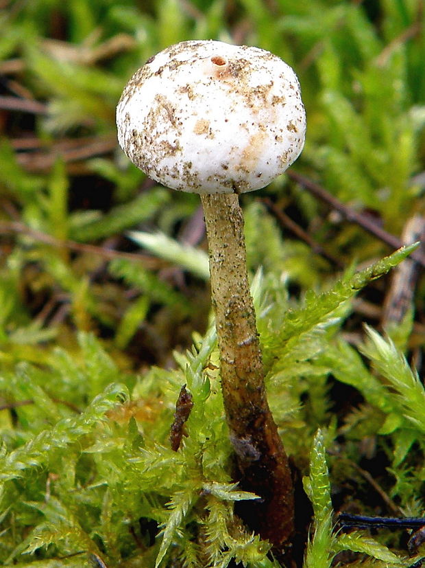 stopkovec zimný Tulostoma brumale Pers.