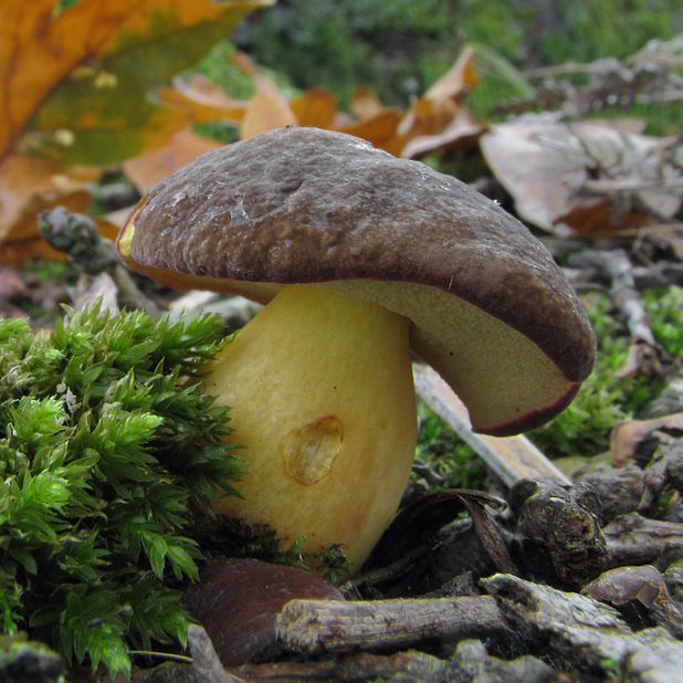 suchohríbnik zamatový Xerocomellus pruinatus (Fr. & Hök) Šutara