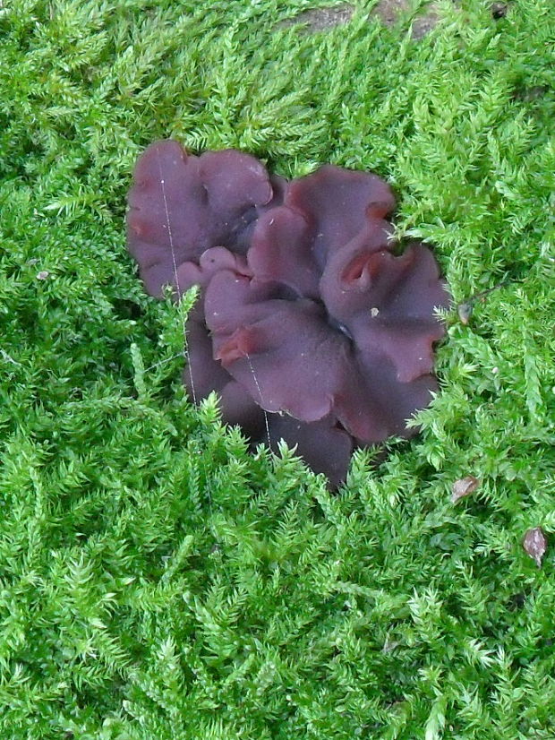 vrtidlovka Ascocoryne sp.