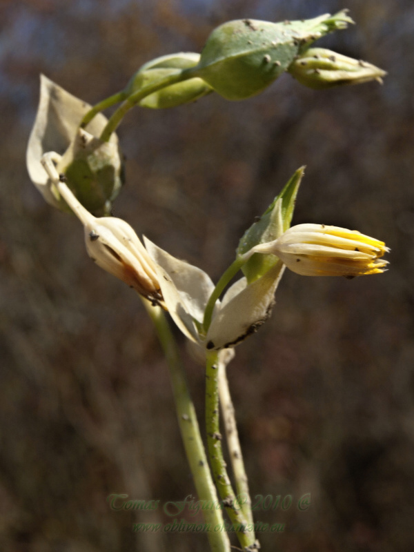 žltavka končistá Blackstonia acuminata (W. D. J. Koch et Ziz) Domin