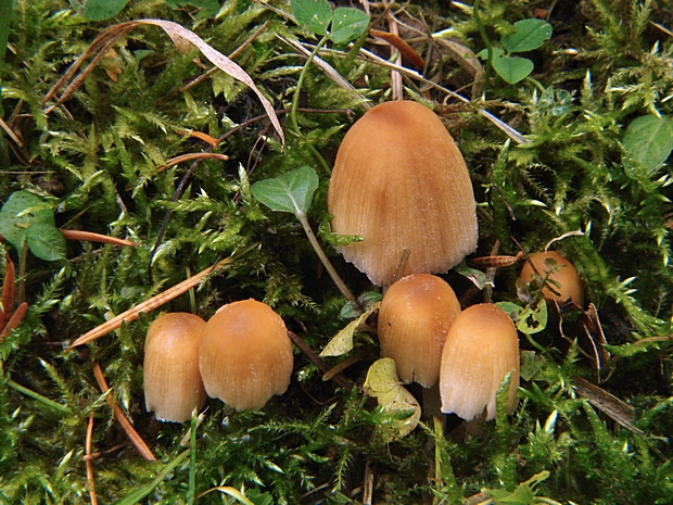 hnojník ligotavý Coprinellus micaceus (Bull.) Vilgalys, Hopple & Jacq. Johnson