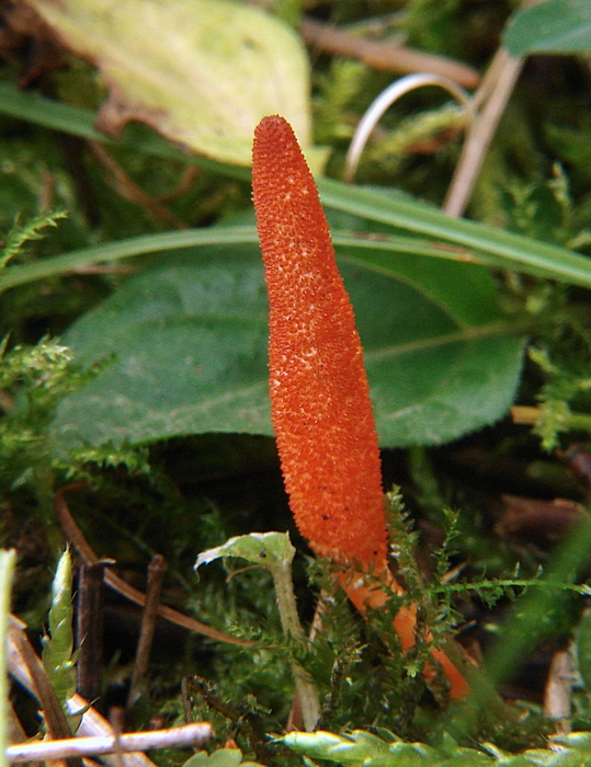 žezlovka hmyzová Cordyceps militaris (Fr.) Link