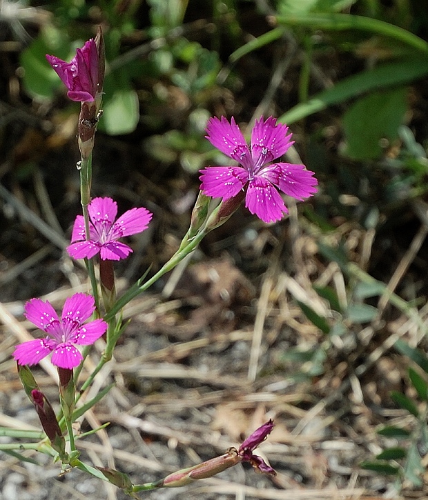 klinček slzičkový Dianthus deltoides L.