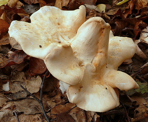 jelenka poprehýbaná Hydnum repandum L.