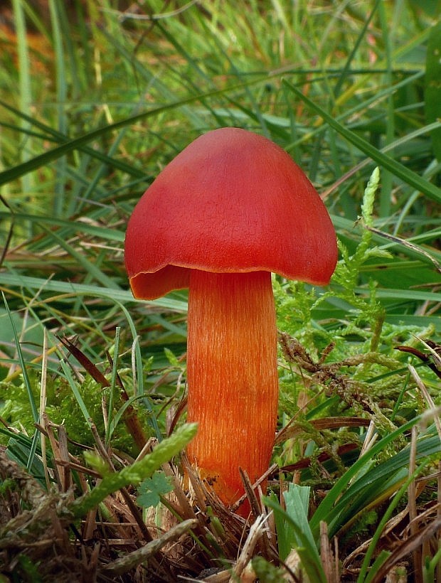 lúčnica granátovočervená Hygrocybe punicea (Fr.) P. Kumm.