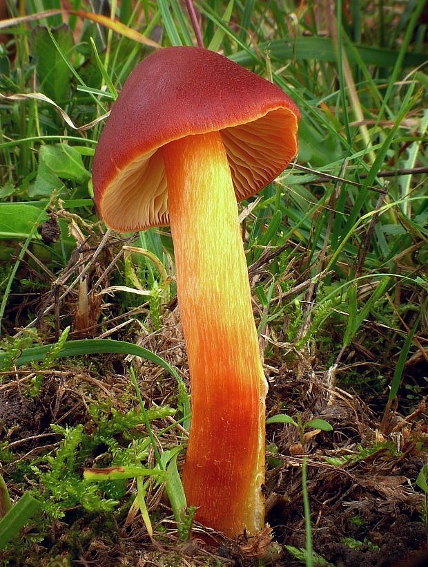 lúčnica granátovočervená Hygrocybe punicea (Fr.) P. Kumm.