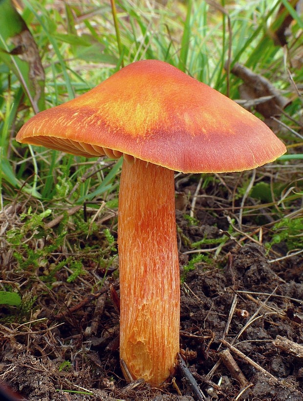 lúčnica granátovočervená Hygrocybe punicea (Fr.) P. Kumm.