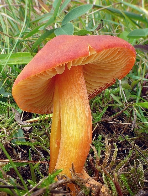 lúčnica granátovočervená Hygrocybe punicea (Fr.) P. Kumm.