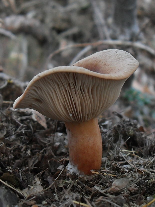 rýdzik Lactarius sp.