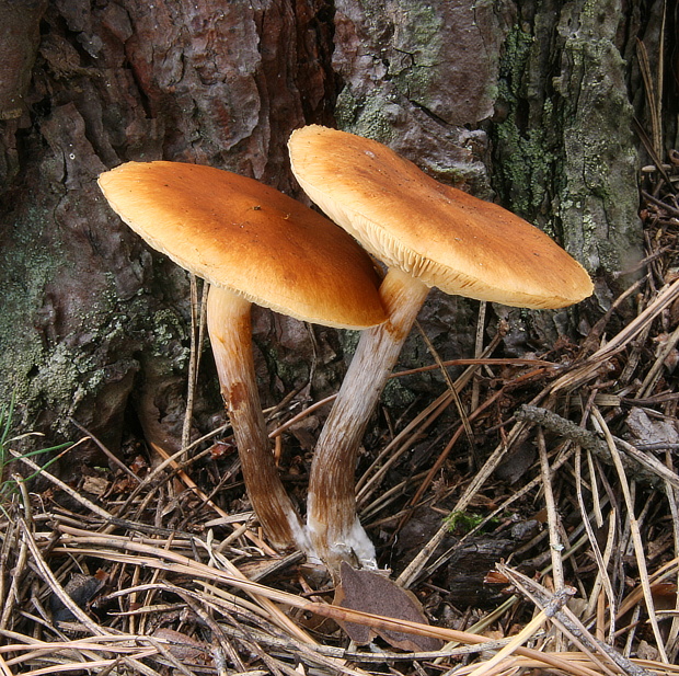 šupinovka borová (cz) Pholiota spumosa  (Fr.) Singer