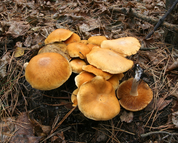 šupinovka borová (cz) Pholiota spumosa (Fr.) Singer