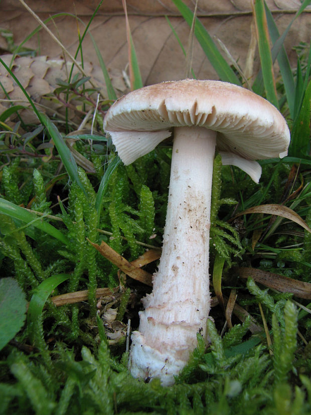 muchotrávka červenkastá Amanita rubescens Pers.