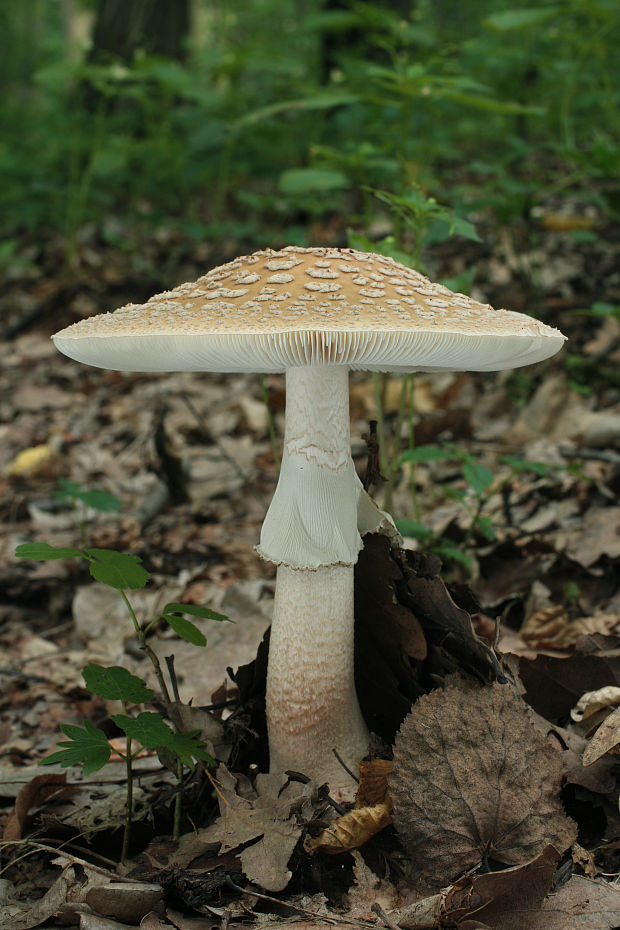 muchotrávka červenkastá Amanita rubescens Pers.