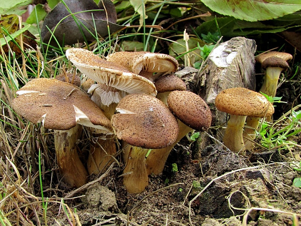 podpňovka žltá-václavka hlíznatá Armillaria gallica Marxm. & Romagn.