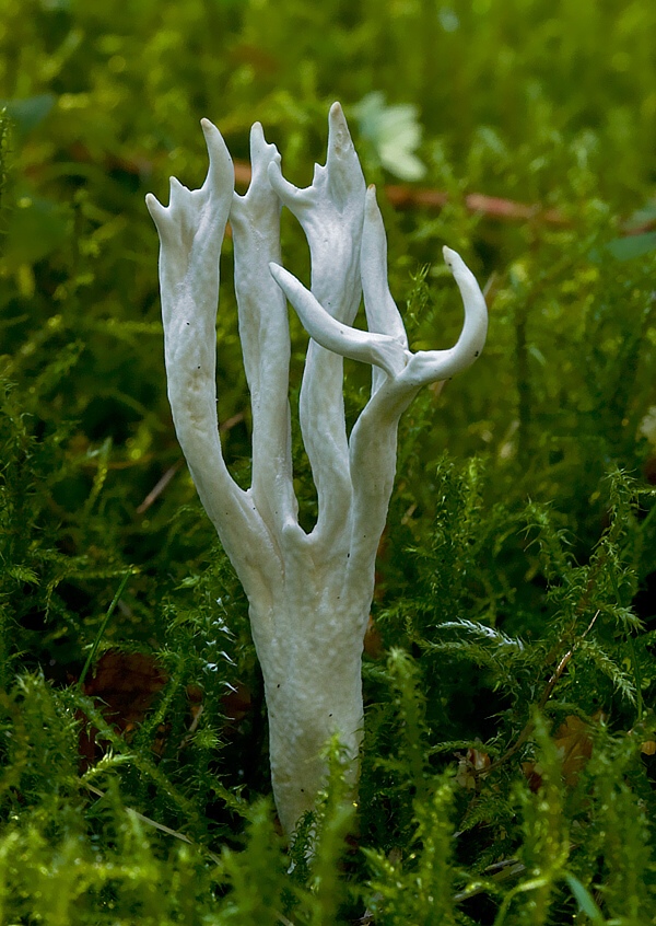 konárovka vráskavá Clavulina rugosa (Bull.) J. Schröt.