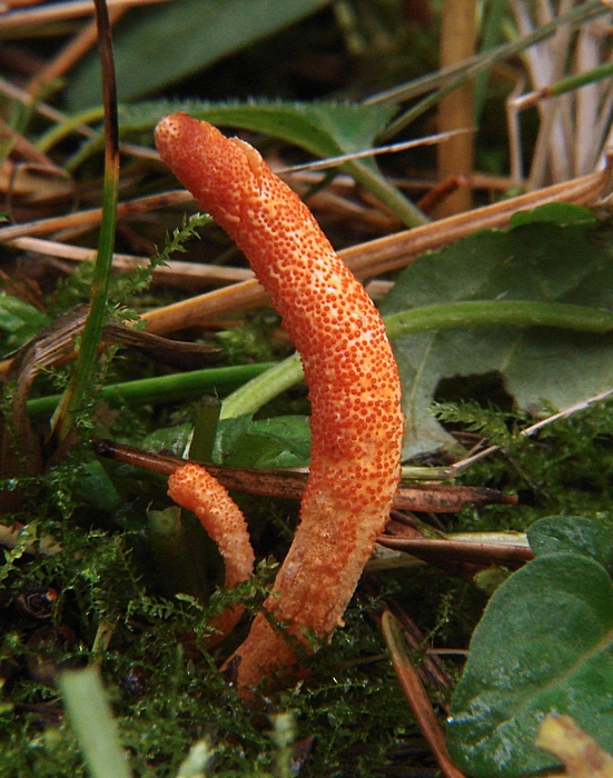 žezlovka hmyzová Cordyceps militaris (Fr.) Link