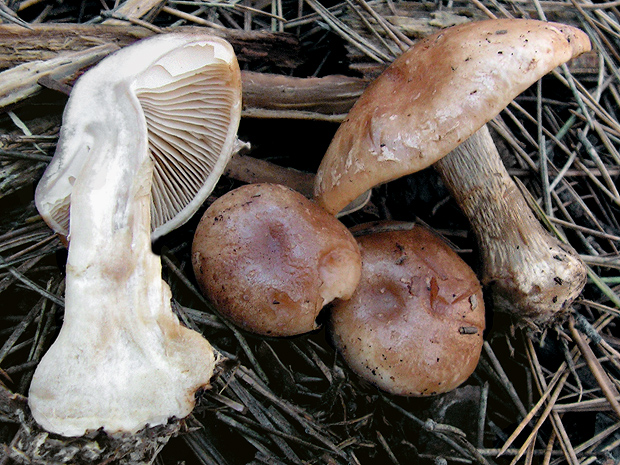 pavučinovec Cortinarius sp.