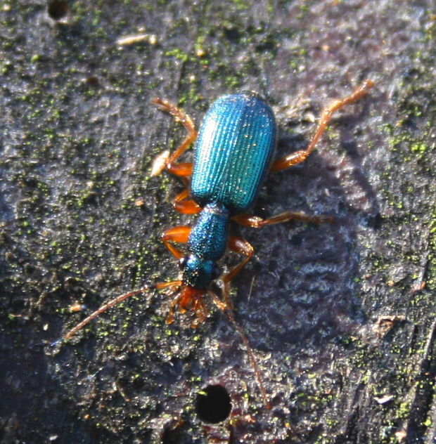 střevlíček Drypta dentata