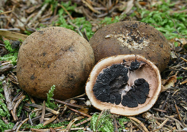 srnka obyčajná Elaphomyces granulatus Fr.