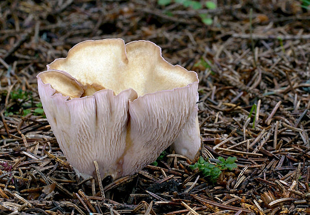 lievikovec kyjakovitý Gomphus clavatus (Pers.) Gray