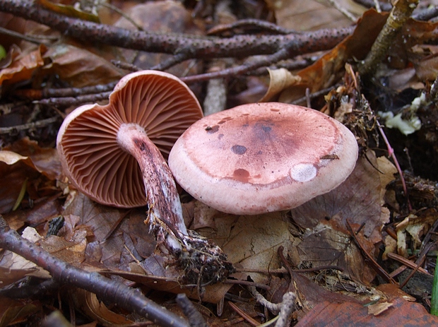 šťavnačka vínovočervená Hygrophorus capreolarius Kalchbr.