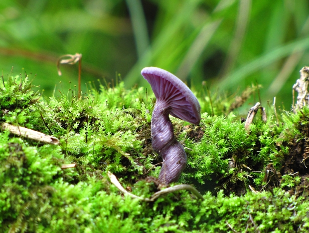 lakovka ametystová Laccaria amethystina (Huds.) Cooke