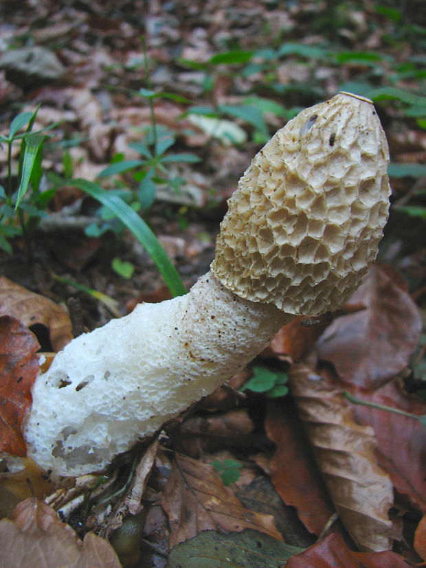 hadovka smradľavá Phallus impudicus L.