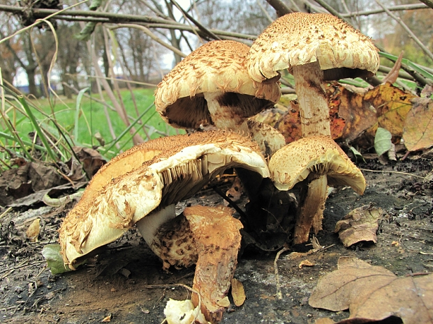 šupinovka šupinatá-šupinovka kostrbatá Pholiota squarrosa (Vahl) P. Kumm.