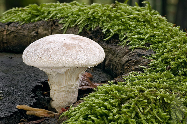 hliva dubová Pleurotus dryinus (Pers.) P. Kumm.