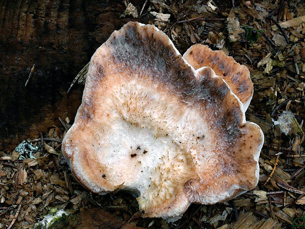 šťavnatec krehký Postia fragilis (Fr.) Jülich