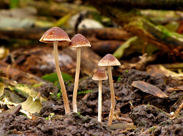 drobuľka Psathyrella sp.