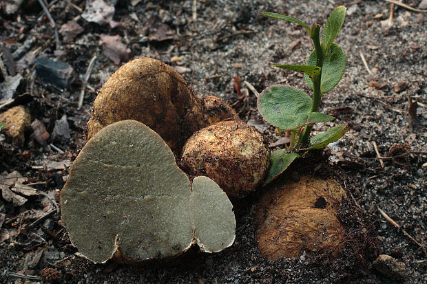 koreňovec žltkastý Rhizopogon luteolus Fr. & Nordholm