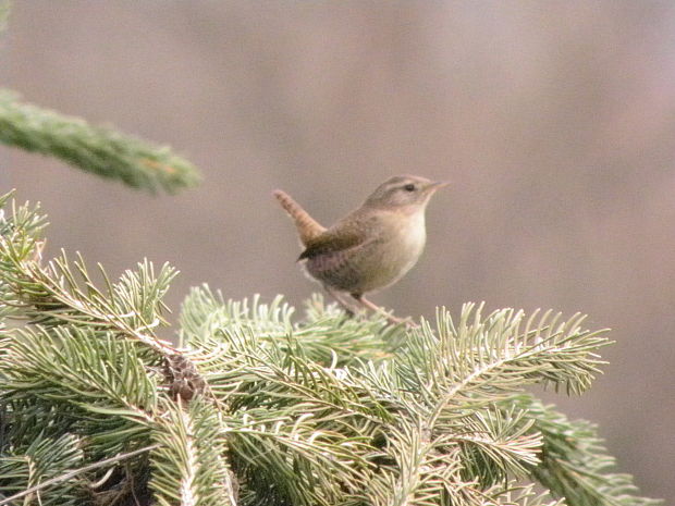 oriešok hnedy Troglodytes troglodytes